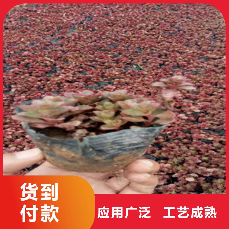 花海景观花海景观工程专业供货品质管控海量库存
