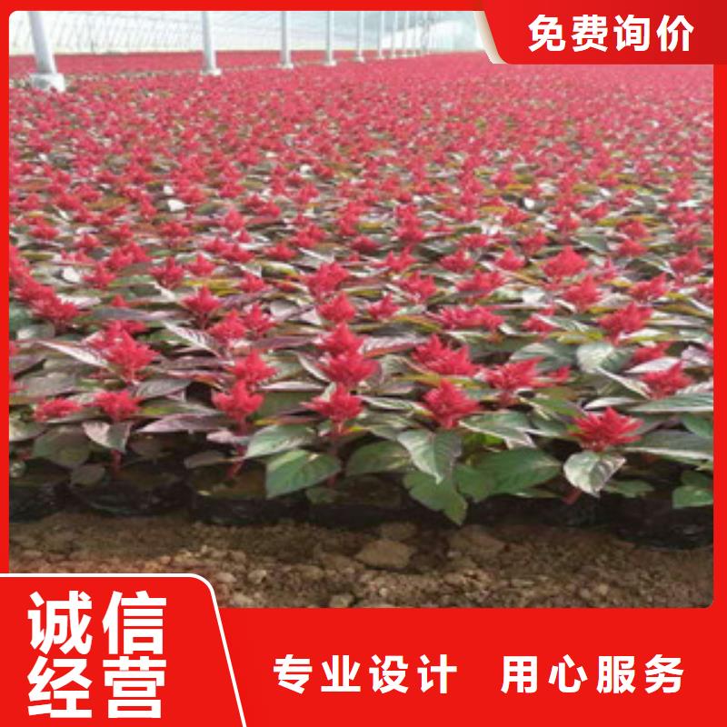 花海景观宿根花卉基地不断创新品质优选