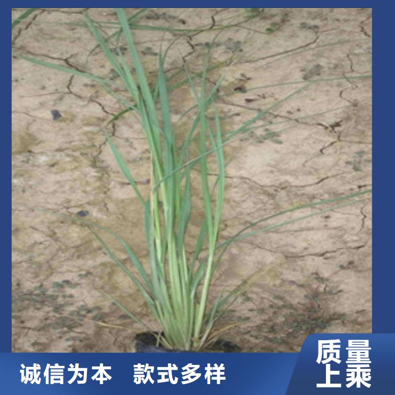 花海景观耐寒耐旱草花基地超产品在细节厂家直发