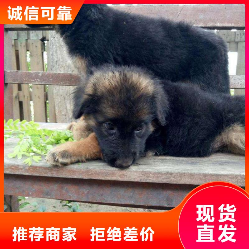 【德国牧羊犬卡斯罗犬加工定制】本地制造商