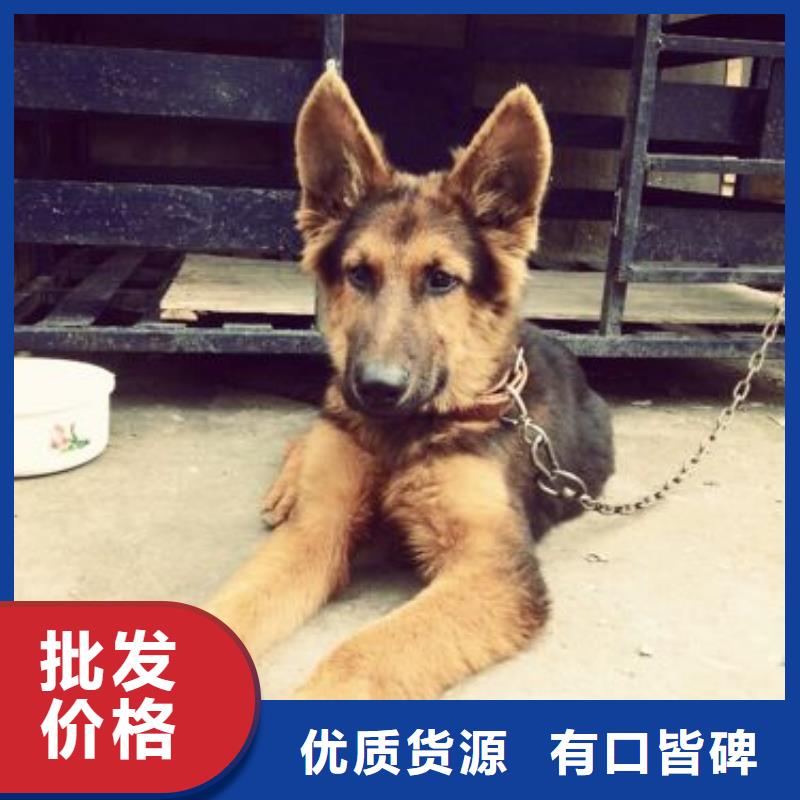 德国牧羊犬比特犬48小时发货质优价保