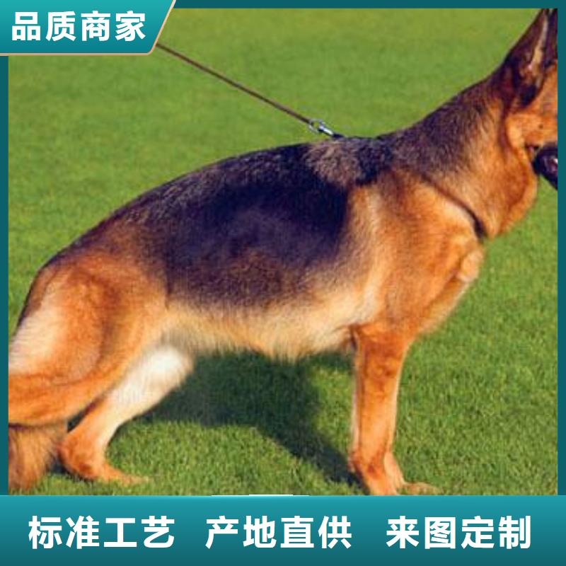 德国牧羊犬-马犬规格型号全当地货源