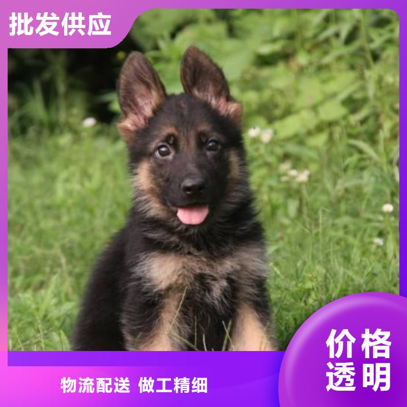 【德国牧羊犬】马犬现货大厂生产品质