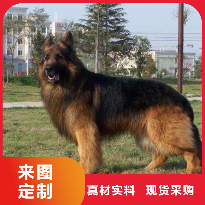 德国牧羊犬杜高犬工厂自营一站式供应厂家