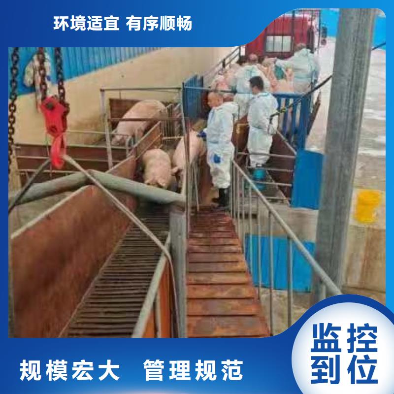 宿迁到仔猪恒温车运输部分地区当天达本地品牌