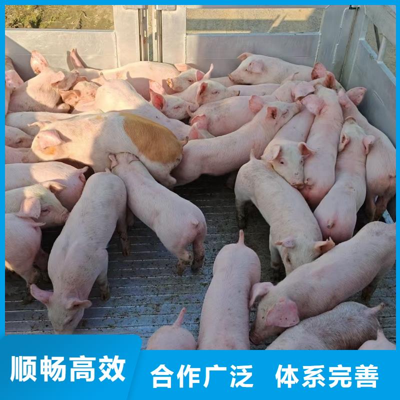 宿迁市沭阳到畜禽运输车型丰富品质信得过