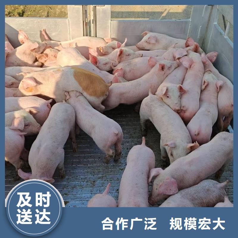 宿迁市沭阳到活禽运输小心谨慎当地服务商