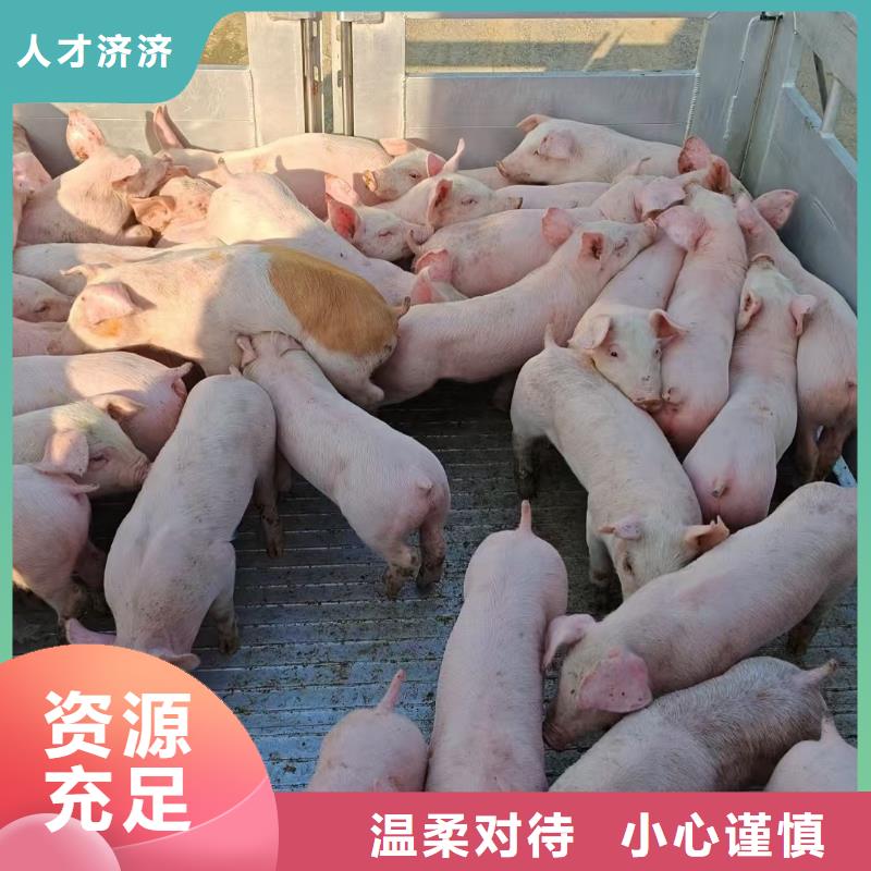 宿迁市到生猪物流省内隔天送达制造生产销售