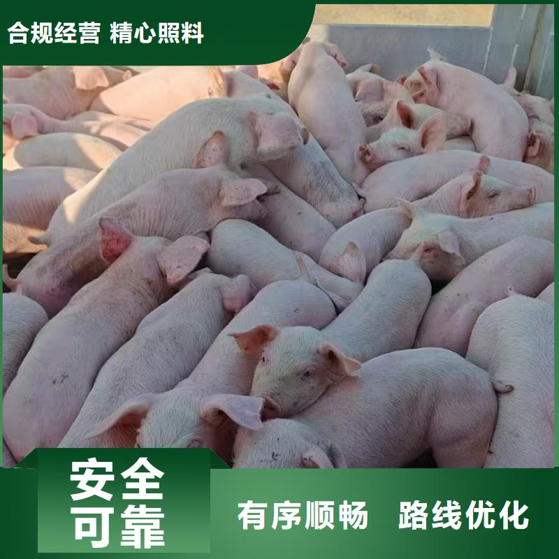 宿迁市泗洪到活禽运输行业领先本地厂家