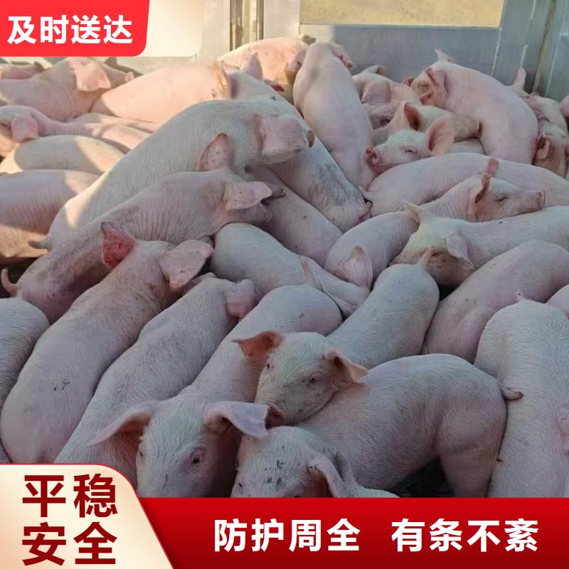 宿迁到猪笼车运输服务周到细节展示