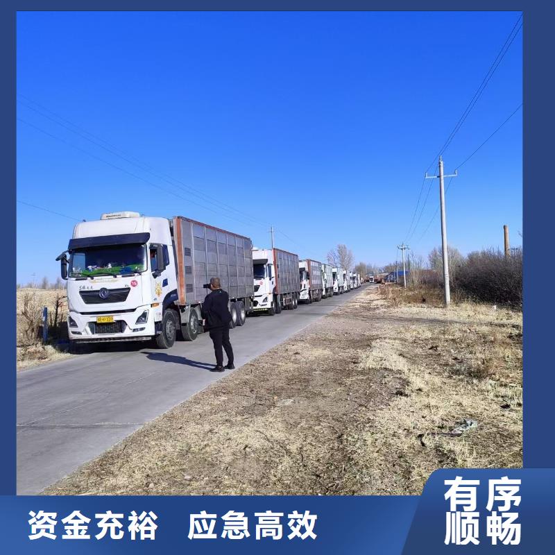 宿迁市泗阳到猪运输资质齐全实力商家供货稳定