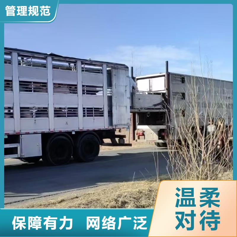 宿迁市泗洪到活禽物流严格规范详细参数