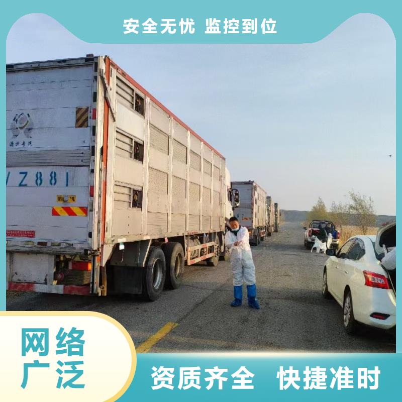 宿迁市泗阳到猪只贸易无损快速物流发货