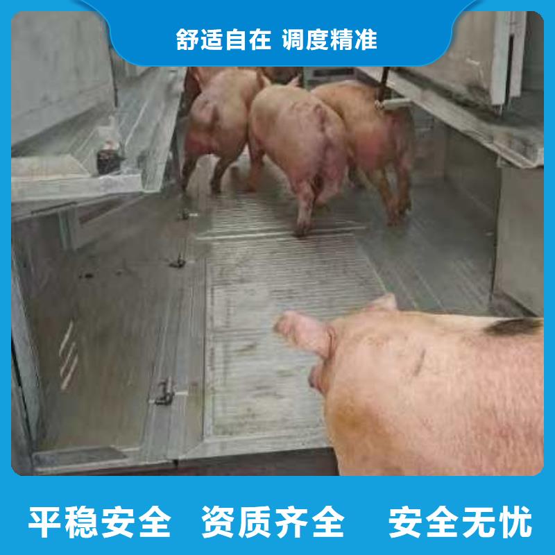 舟山到羊运输专用车调度精准同城生产厂家
