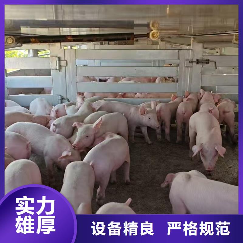 宿迁市泗阳到活禽运输资金充裕生产型