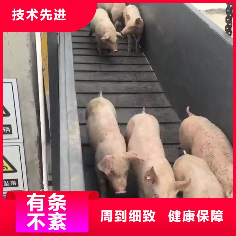 宿迁市沭阳到猪笼车运输天天发车现货供应