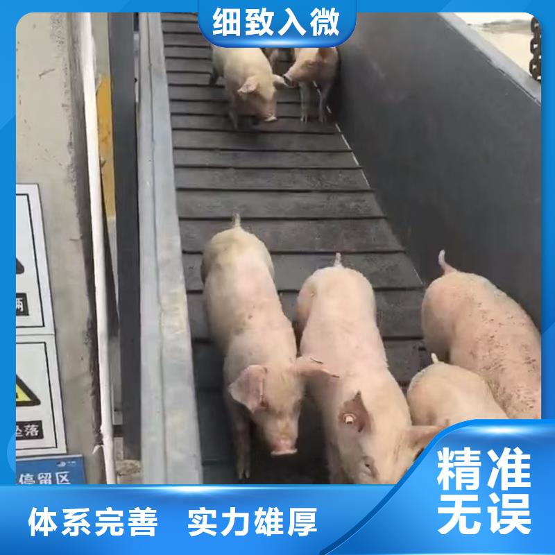 宿迁市沭阳到活禽运输合规经营我们更专业