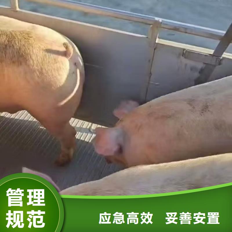 宿迁市泗阳到二育运输资金充裕优良工艺