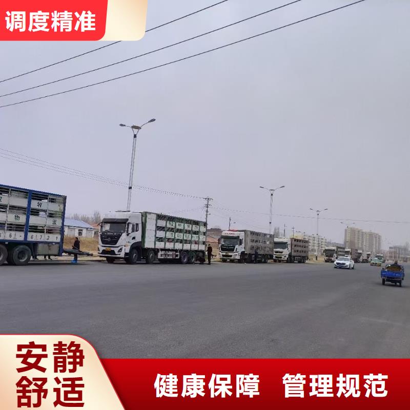 宿迁市泗洪到畜禽物流稳妥可靠当地经销商