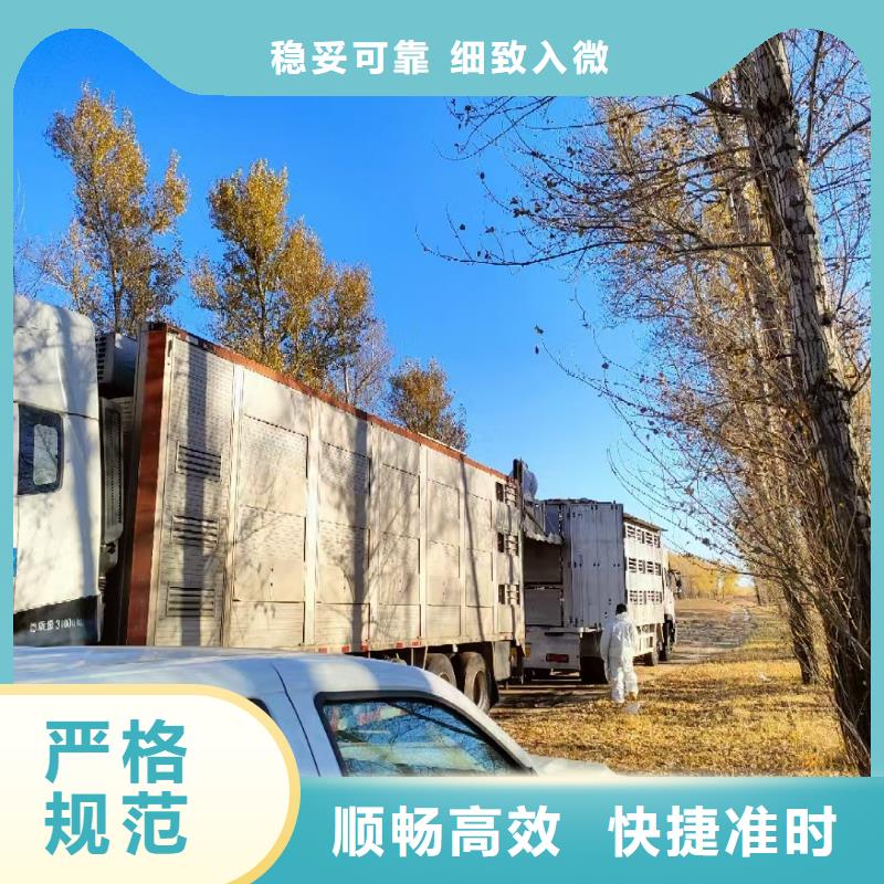宿迁市泗洪到生猪空调车运输周到细致专注产品质量与服务