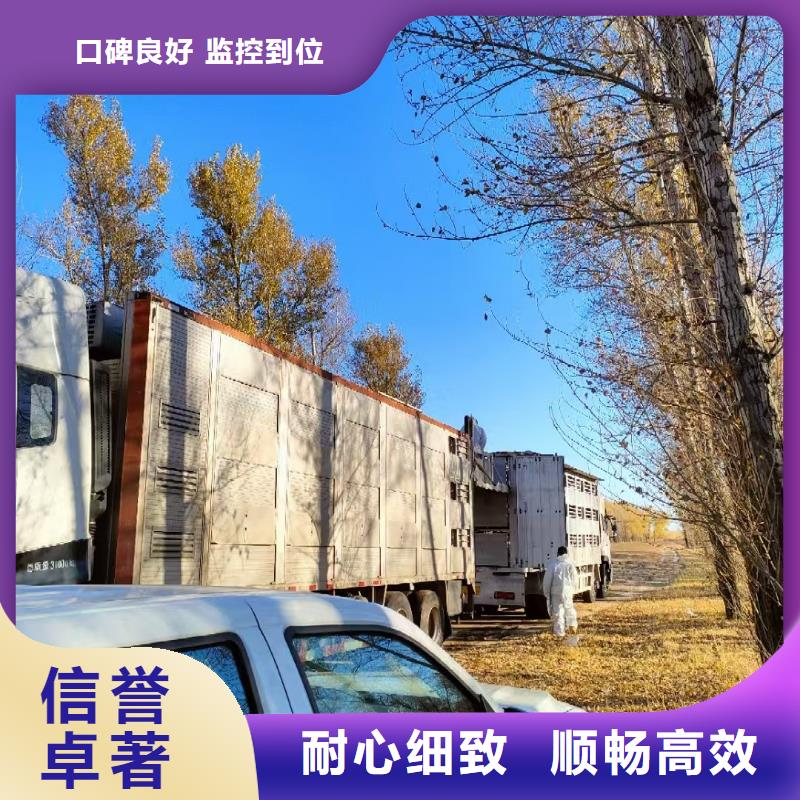 宿迁市泗洪到活禽运输路线优化匠心工艺