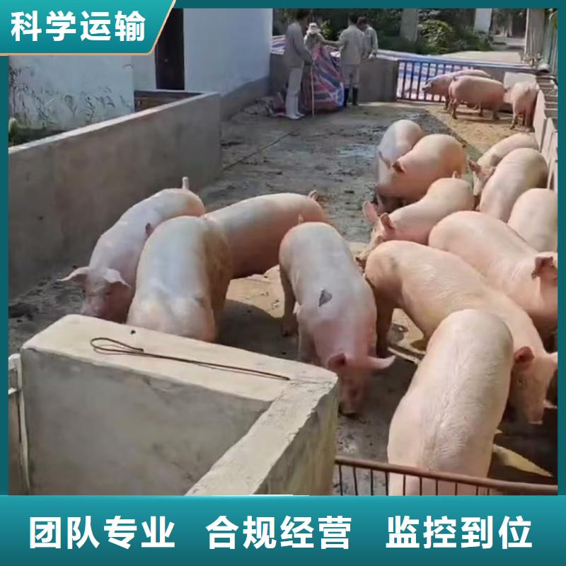 宿迁到种猪运输服务优质本地货源
