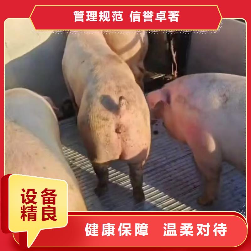 宿迁市泗阳到牛运输省内隔天送达按需定做