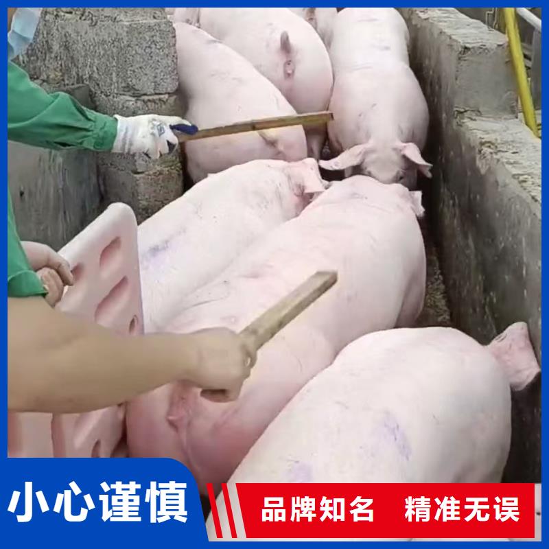 宿迁市泗阳到活禽物流安静舒适商家直供