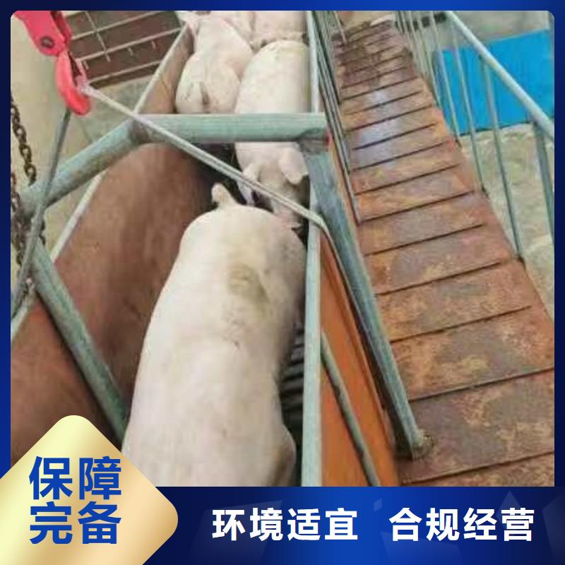 宿迁市到畜禽运输照料精心当地货源