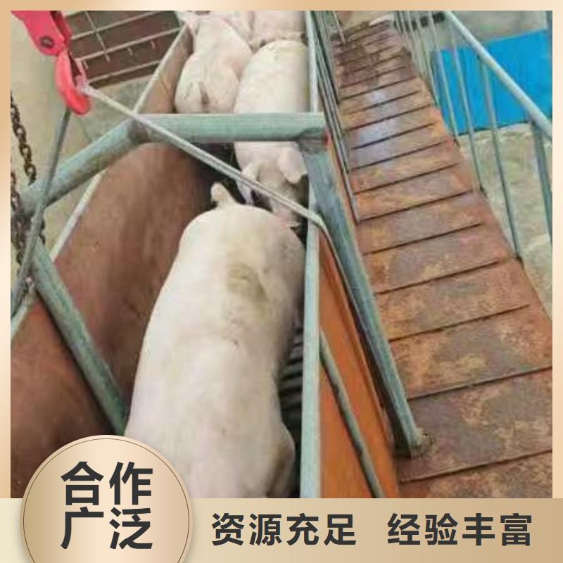 宿迁到生猪恒温车运输可靠当地服务商