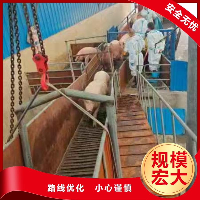 莱芜到畜禽运输贴心服务订购