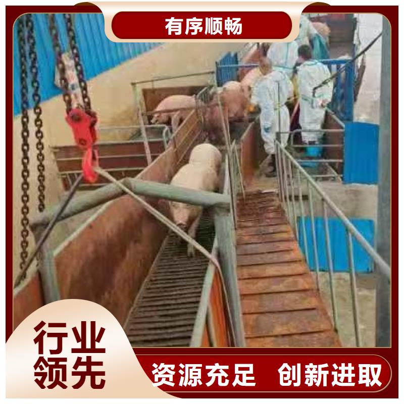 宿迁市泗洪到活禽运输照料精心厂家案例