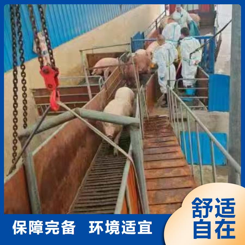 宿迁市到猪只运输专用车口碑良好打造行业品质