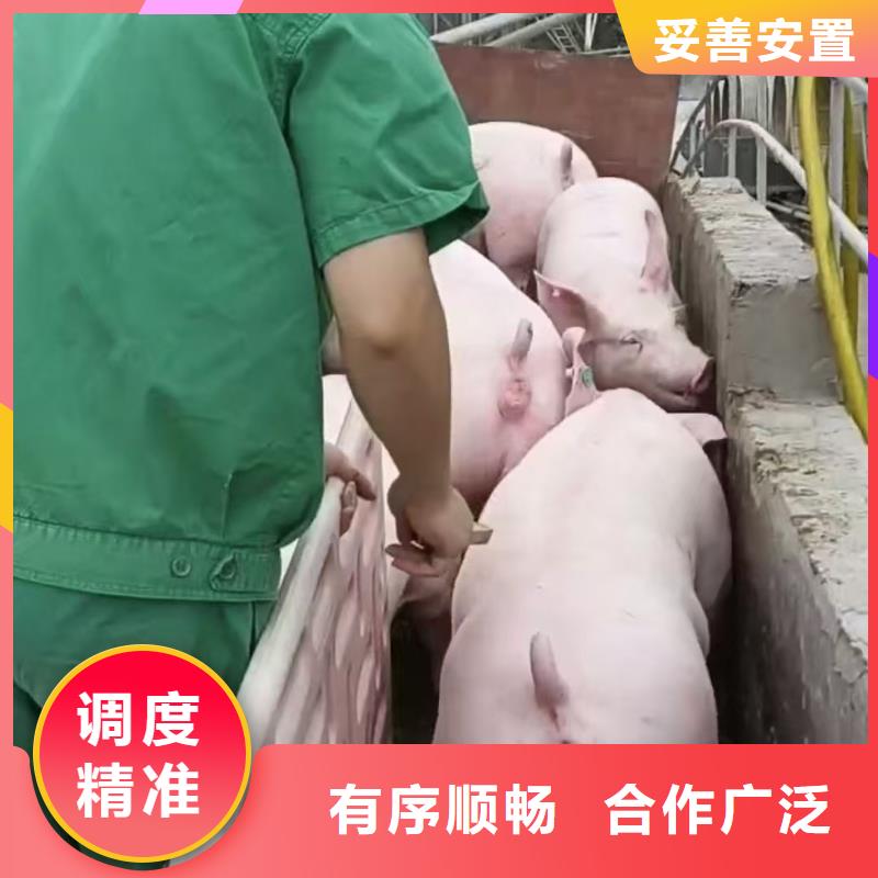 宿迁市到猪笼车运输有序顺畅现货充足