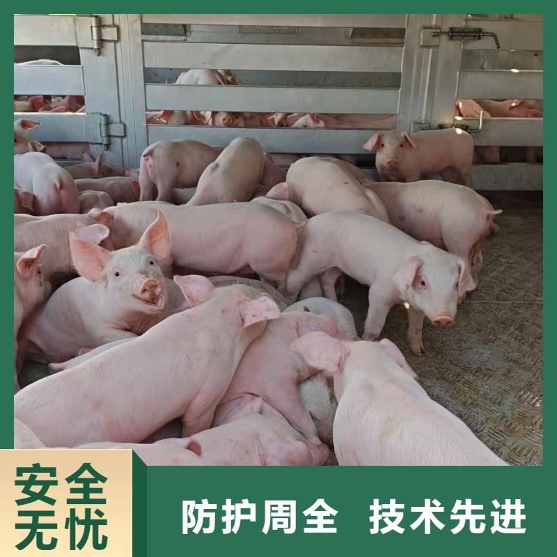 宿迁市到猪只贸易监控到位当地公司