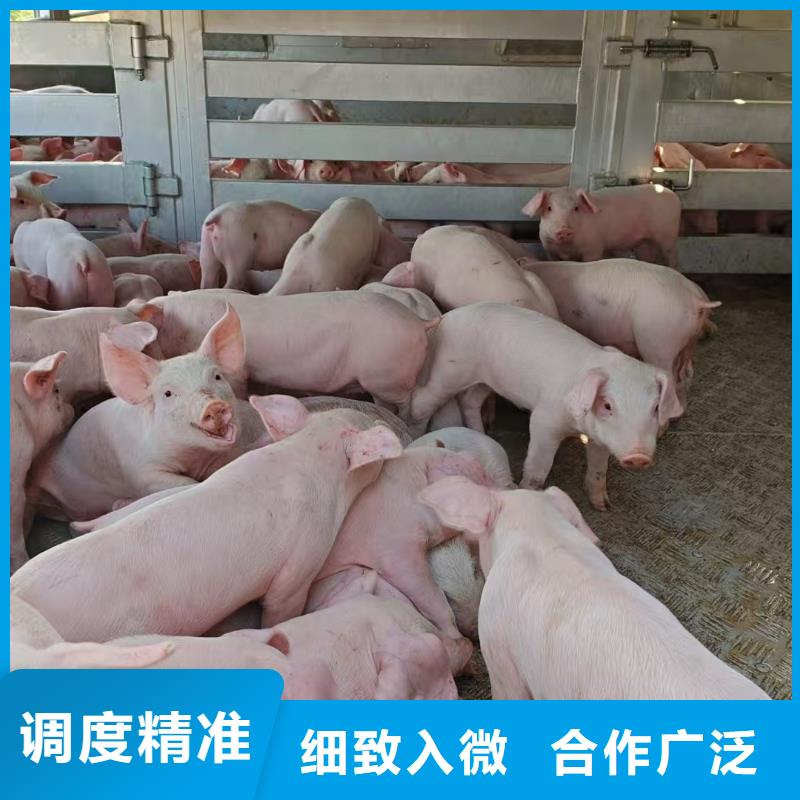 宿迁到种猪运输行业领先供应采购