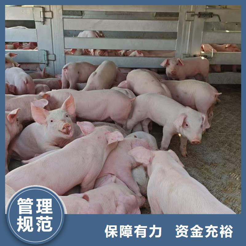 宿迁市沭阳到种猪恒温车运输按时到达本地货源