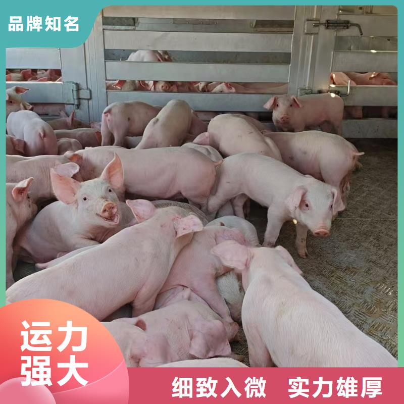 宿迁市泗阳到生猪空调车运输精准无误每个细节都严格把关