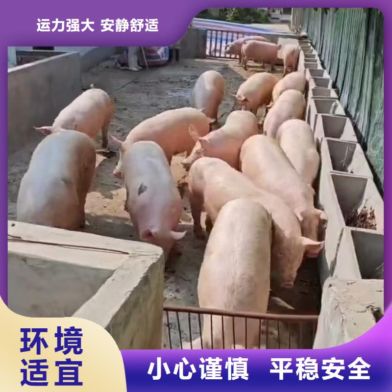 宿迁到牲畜运输正规物流同城生产商
