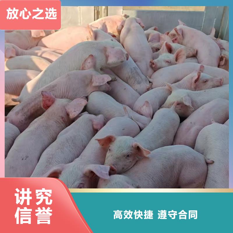 泗阳到种猪运输-空调车诚实守信本地品牌