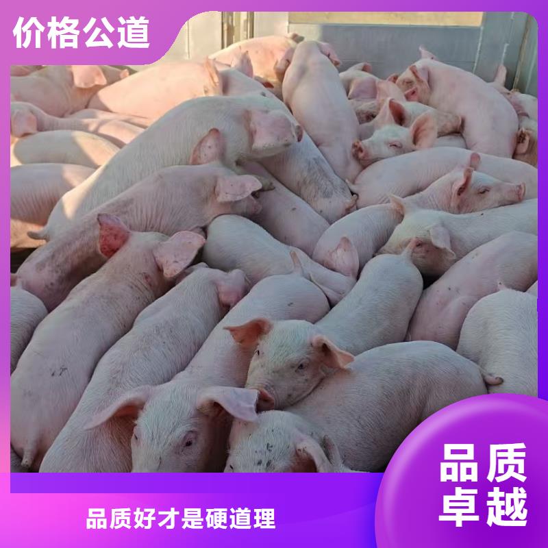 镇江到恒温车运输-空调车车辆海量库存