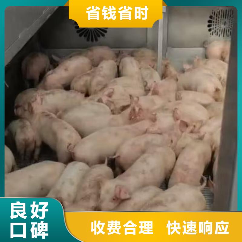 宿迁市沭阳到生猪运输-专用车车辆海量现货