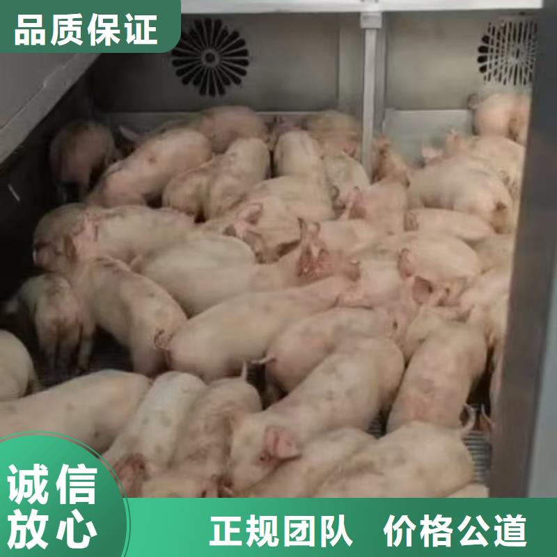 泗阳到恒温车运输实力优品