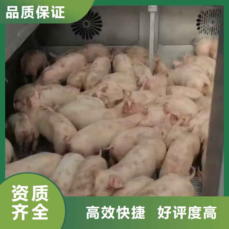 沭阳到空调车运输方便快捷仔猪运输质量上乘
