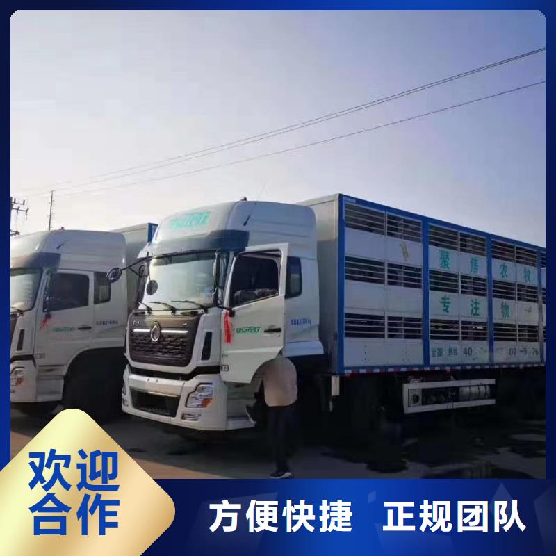 平顶山到种猪运输空调车专业可靠经久耐用