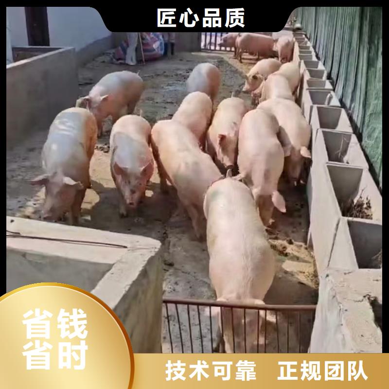 宿迁市沭阳到生猪运输-专用车实力雄厚用好材做好产品