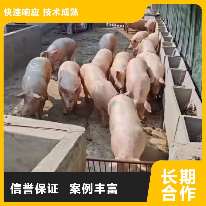 泗洪到猪牛羊运输品质值得信赖