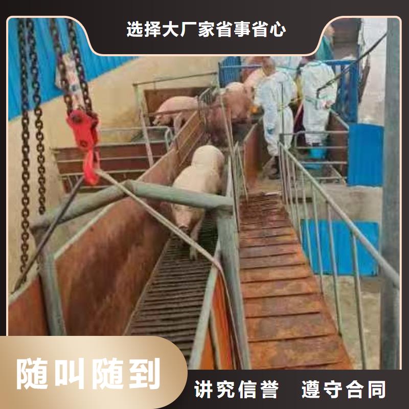 泰州到猪牛羊运输-恒温车实力雄厚同城厂家