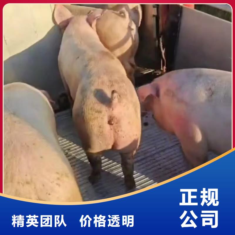 宿迁到种猪运输空调车信誉良好高标准高品质