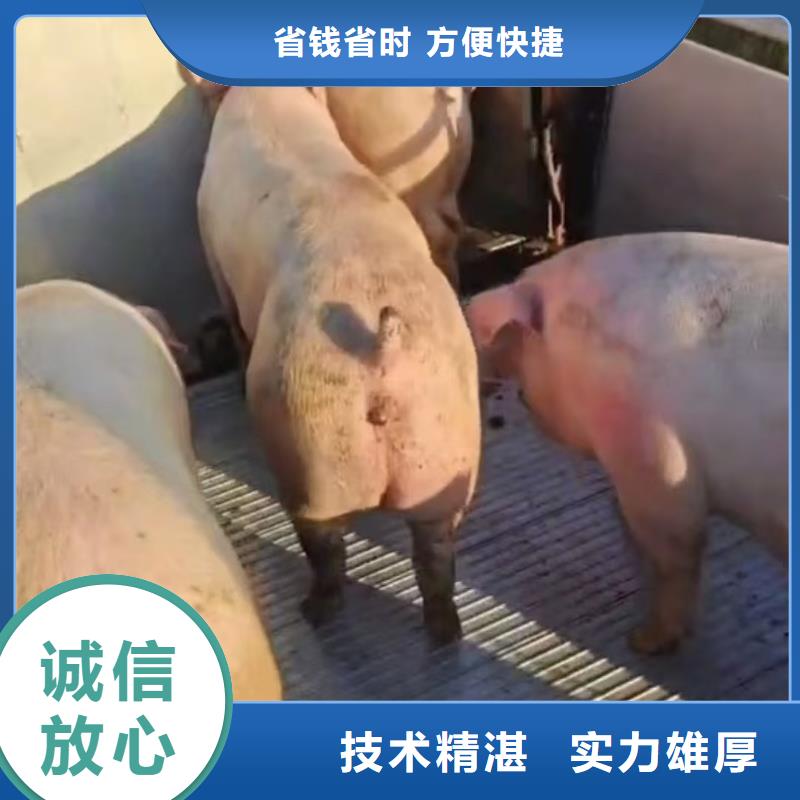 扬州到羊运输-专用车快速响应当地品牌